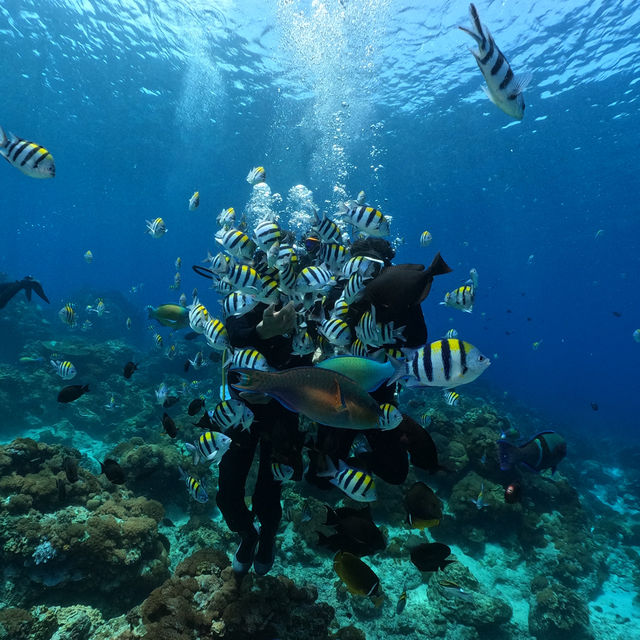 🤿潛進綠島的藍色奇遇！與海龜🌊🐢共游、牛港魚🐟擦身而過的神奇體驗🤩