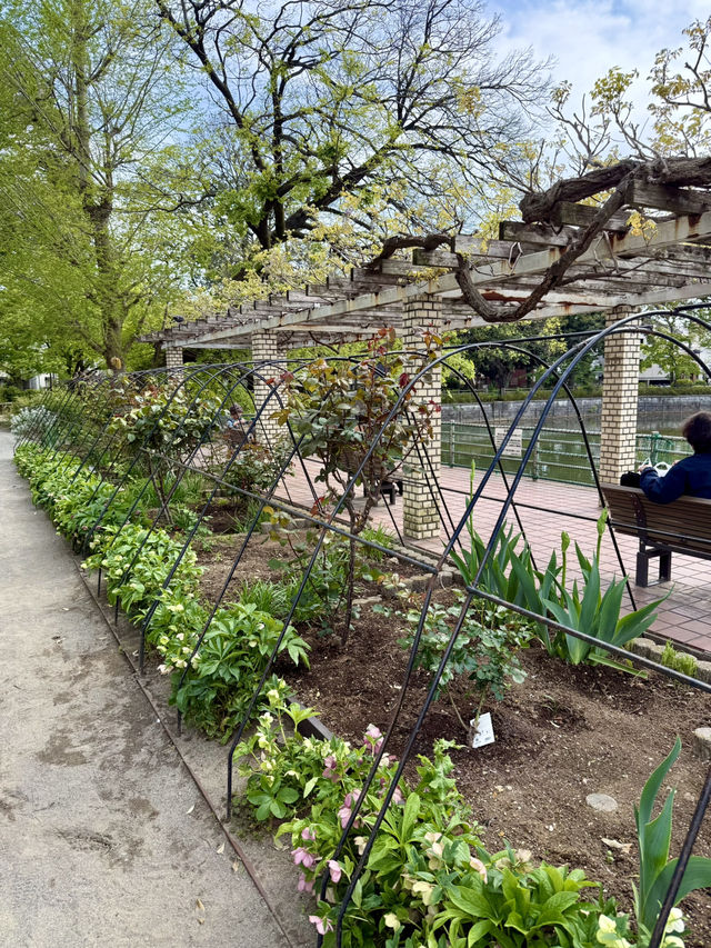 A Peaceful Spring Walk at Himonya Park🍃