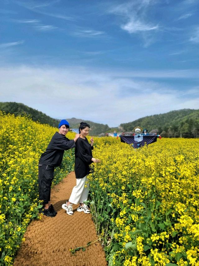 낭만가득 노랑 유채꽃축제가 열리는 진도💛
