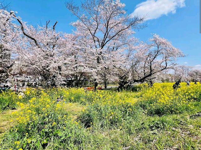 Kumagaya Sakura Tsutsumi, Saitama