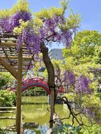 Wisteria Wonderland at Kameido Tenjin Shrine