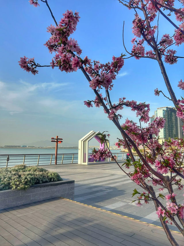 Cherry Blossoms Guide at Tung Chung Hongkong