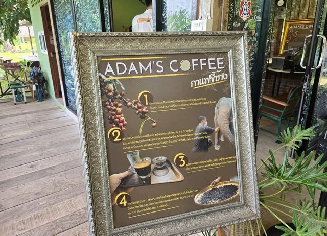 Adam’s coffee กาแฟขี้ช้าง แคมป์ช้างทวีชัย