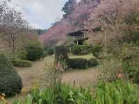 🌸 Khun Chang Khian Cherry Blossoms: Chiang Mai’s Hidden Pink Paradise! 🌸