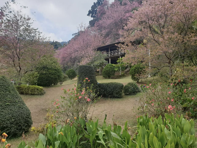 🌸 Khun Chang Khian Cherry Blossoms: Chiang Mai’s Hidden Pink Paradise! 🌸