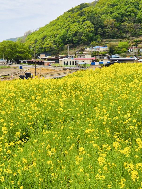 Namhae's Paradangse: An Enchanting Escape