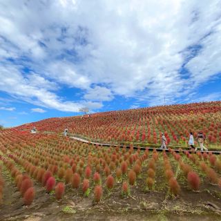 【Chiba】Seasonal Spectacle: The "Kochia Fields" at Tokyo German Village