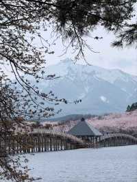 Tsurunodai Bridge Sakura | Where Cranes Dance with Late Blooms