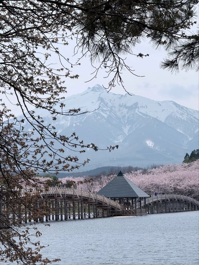 Tsurunodai Bridge Sakura | Where Cranes Dance with Late Blooms