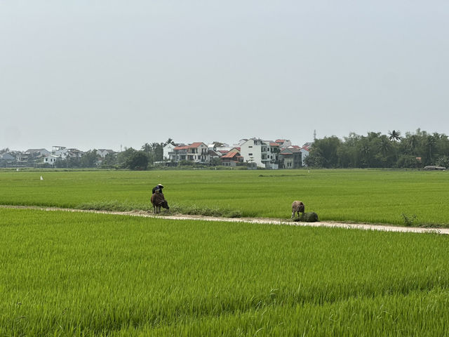 Hoi An Memory Spa & Resort – A Riverside Oasis of Calm and Culture