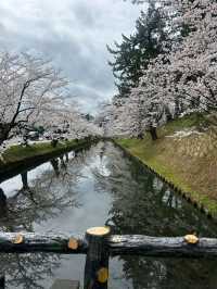 Sakura Flowers in Hirosaki Park: A Spectacular Springtime View
