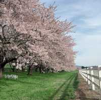 Full bloom at Mizusawa Race Track 🌸🏇