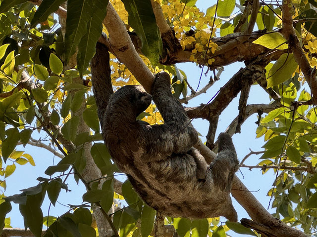 【カルタヘナ・センテナリオ公園】要塞の町で、ナマケモノに会える歴史公園。