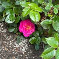 Portland International Rose Test Garden – Portland, OR