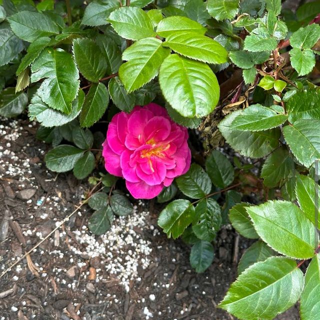 Portland International Rose Test Garden – Portland, OR
