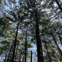 【長野】人生で一度は行きたい絶景スポット🏔️