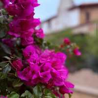 Mission San Juan Capistrano – San Juan Capistrano, CA