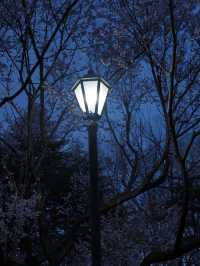 東京到仙台賞櫻：在市區就可以欣賞夜櫻