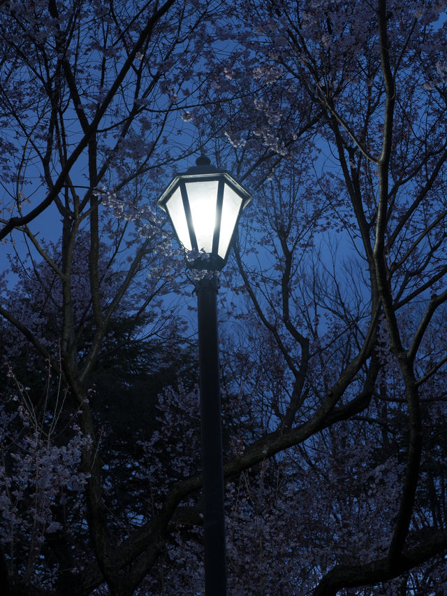 東京到仙台賞櫻：在市區就可以欣賞夜櫻