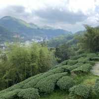 雲之南道步道｜茶園與竹林交織的療癒健行路線