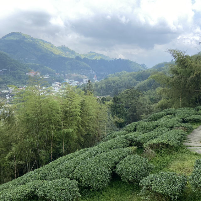 雲之南道步道｜茶園與竹林交織的療癒健行路線