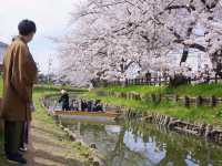 Shingashi River: A Hidden Springtime Treasure
