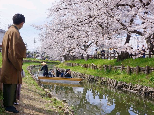 Shingashi River: A Hidden Springtime Treasure