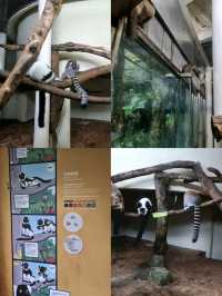 From Savannah to Island: Exploring Taipei Zoo’s African and Madagascar Areas