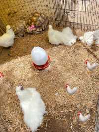 “Farm Frome Me “สุพรรณฯ คาเฟ่สายฟาร์มสุดคิวท์
