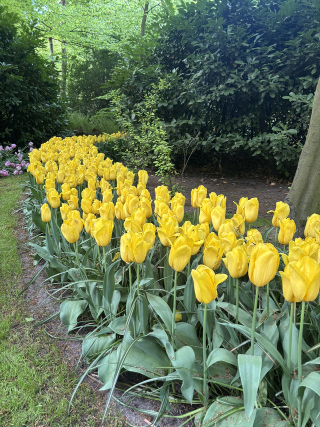 【オランダ】チューリップ🌷