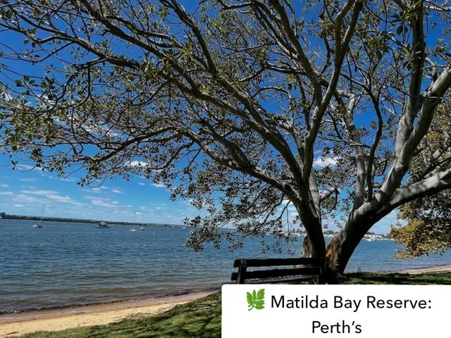 🌿 Matilda Bay Reserve: Perth’s Riverside Gem
