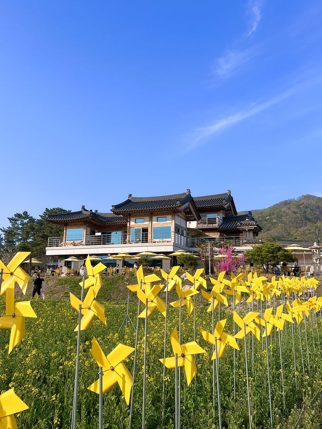 경주 유채꽃 카페 💛