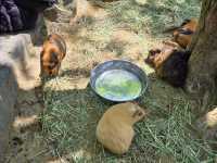 你知道日本有動物園可以餵獅子吃肉嗎？