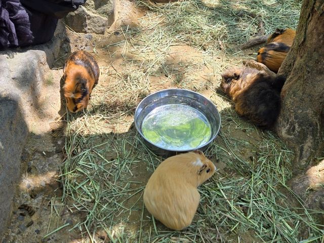 你知道日本有動物園可以餵獅子吃肉嗎？