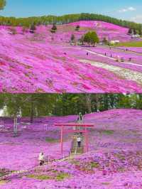เทศการชิบะซากุระ Higashimokoto Shibazakura Park🌸