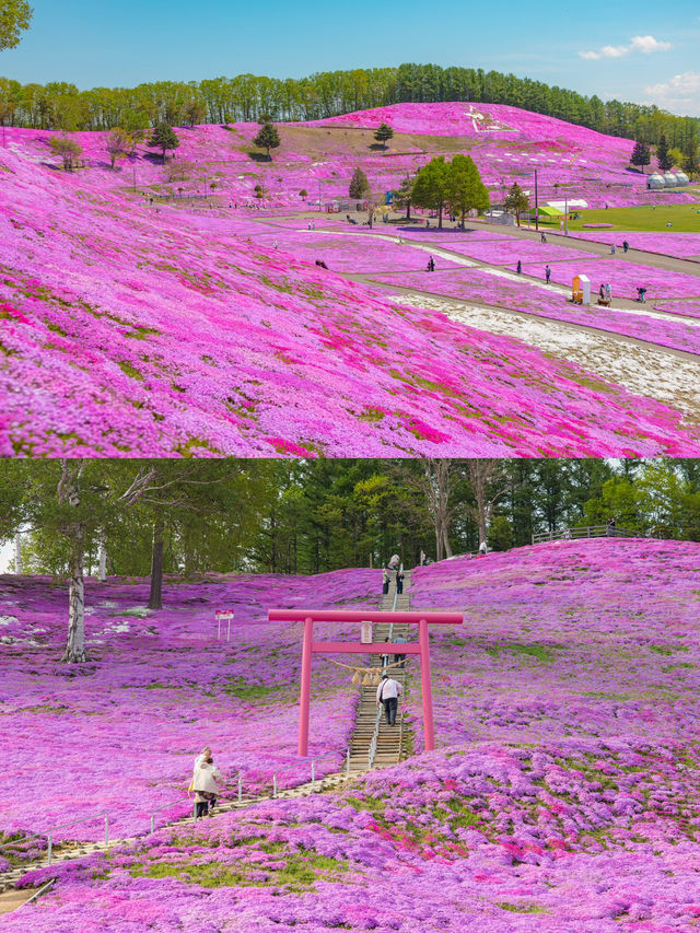 เทศการชิบะซากุระ Higashimokoto Shibazakura Park🌸