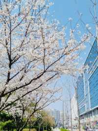 A Rosy Walk to Work: My Thoughts on Siggak Park (No. 3 Neighborhood Park)