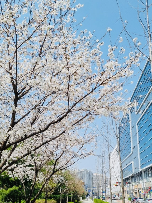 A Rosy Walk to Work: My Thoughts on Siggak Park (No. 3 Neighborhood Park)