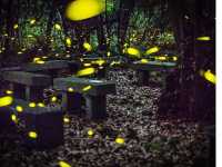 A special place to catch fireflies in Jeju