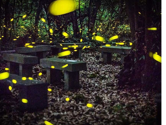 A special place to catch fireflies in Jeju