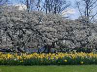 Keukenhof: A Dreamlike Stroll Through Spring’s Finest