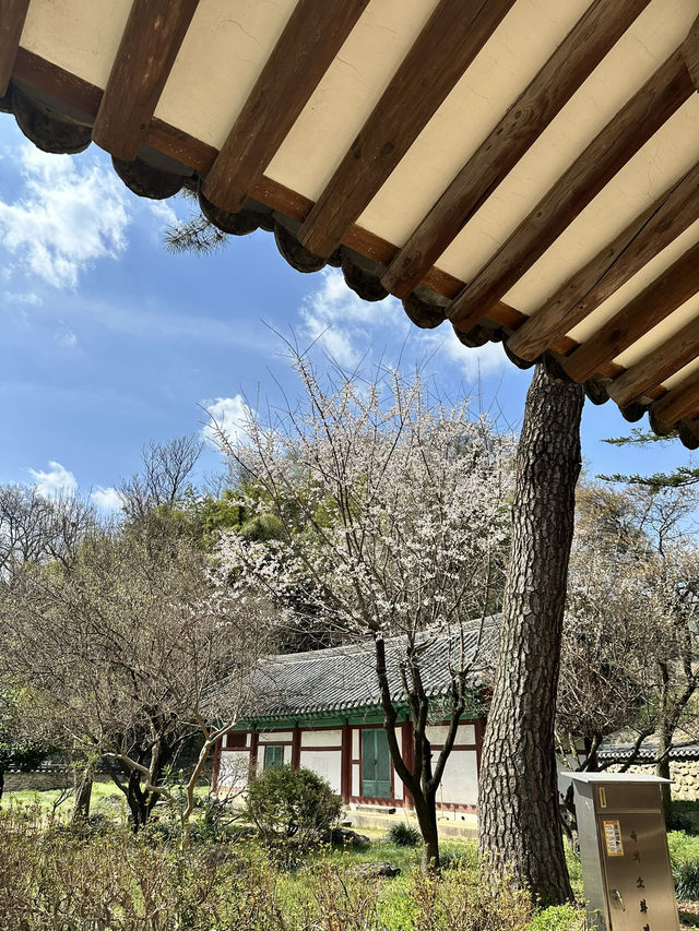 봄꽃들이 가득한 전주 향교