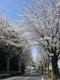 🌸【佛光與櫻影的交會】牛久大佛春日巡禮—一場身心靈共鳴的靜心旅行