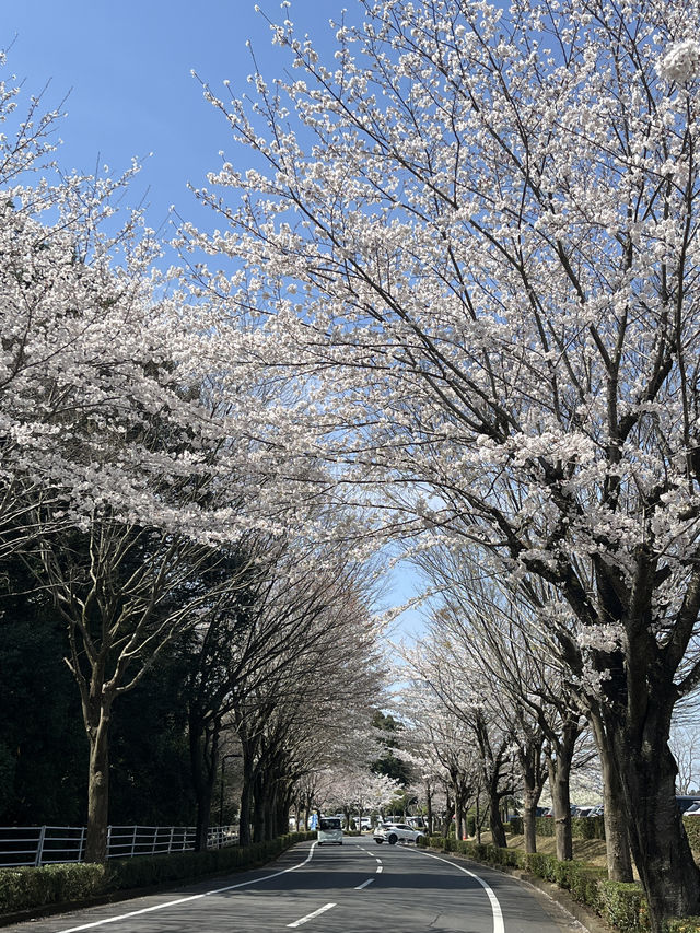 🌸【佛光與櫻影的交會】牛久大佛春日巡禮—一場身心靈共鳴的靜心旅行