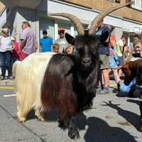 🐄🌿 Almabtrieb: A Swiss/Austrian Autumn Festival Celebrating the Cattle Homecoming