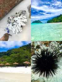 自然の恵みが息づくシミラン諸島。透明な海と多様な生態系を体験できる理想的な旅先です。