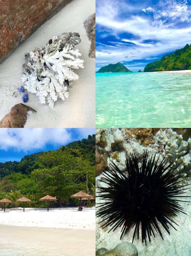 自然の恵みが息づくシミラン諸島。透明な海と多様な生態系を体験できる理想的な旅先です。