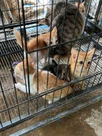 วัดเวฬุวนาราม