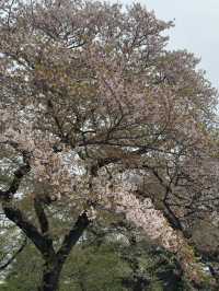  東京木場區購物攻略｜實用與特色伴手禮精選