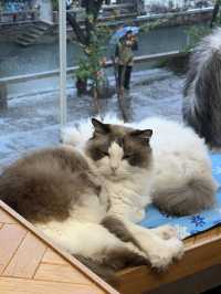 คาเฟ่แมวในซูโจว Cat twelve ถนน pingjiang 🇨🇳